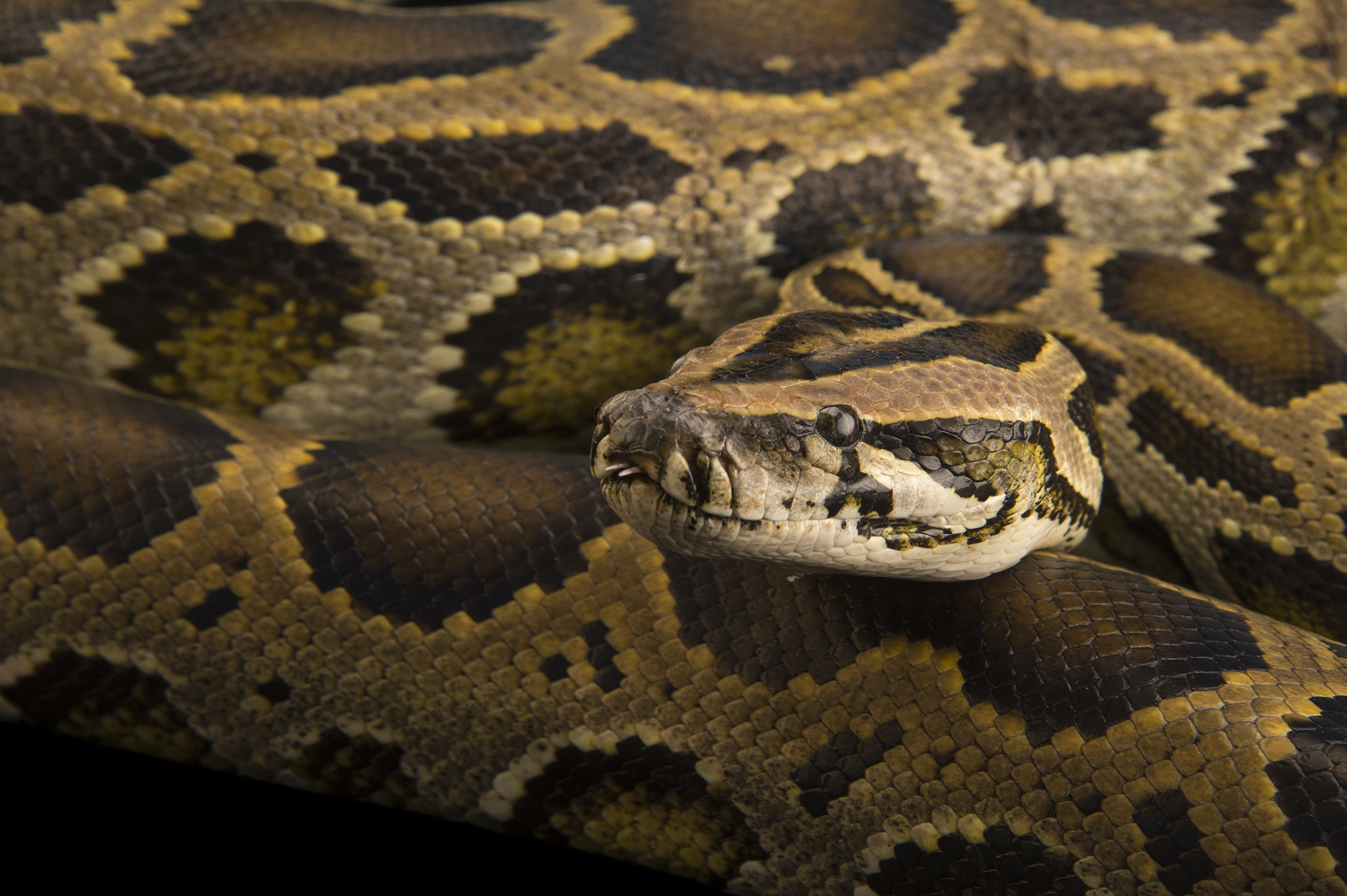 Pembroke Pines Man Finds 8-foot Python In His Garage - Caribbean News