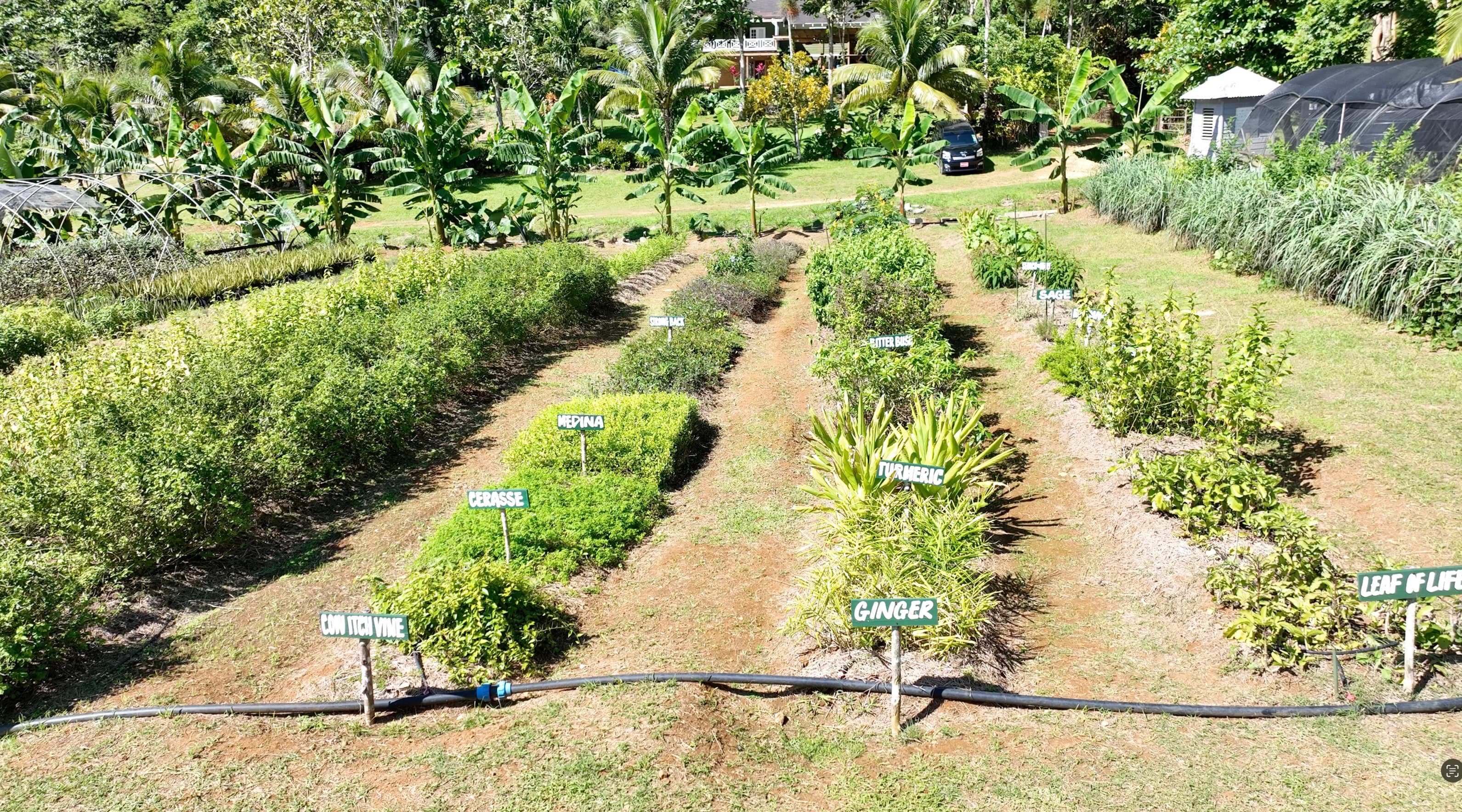 JACANA announces strategic expansion into a multipillar Caribbean wellness platform