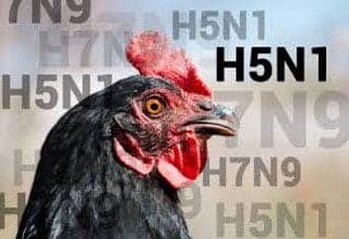 Suriname detects H5 bird flu after mass chicken deaths at poultry farm