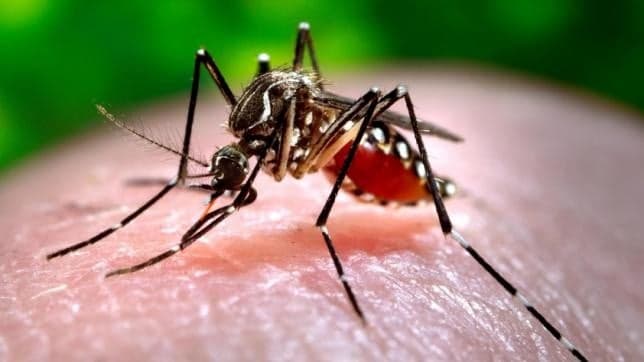 Broward County confirms locally acquired dengue case