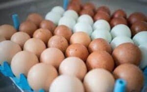 Bahamas steps up efforts to boost local egg production