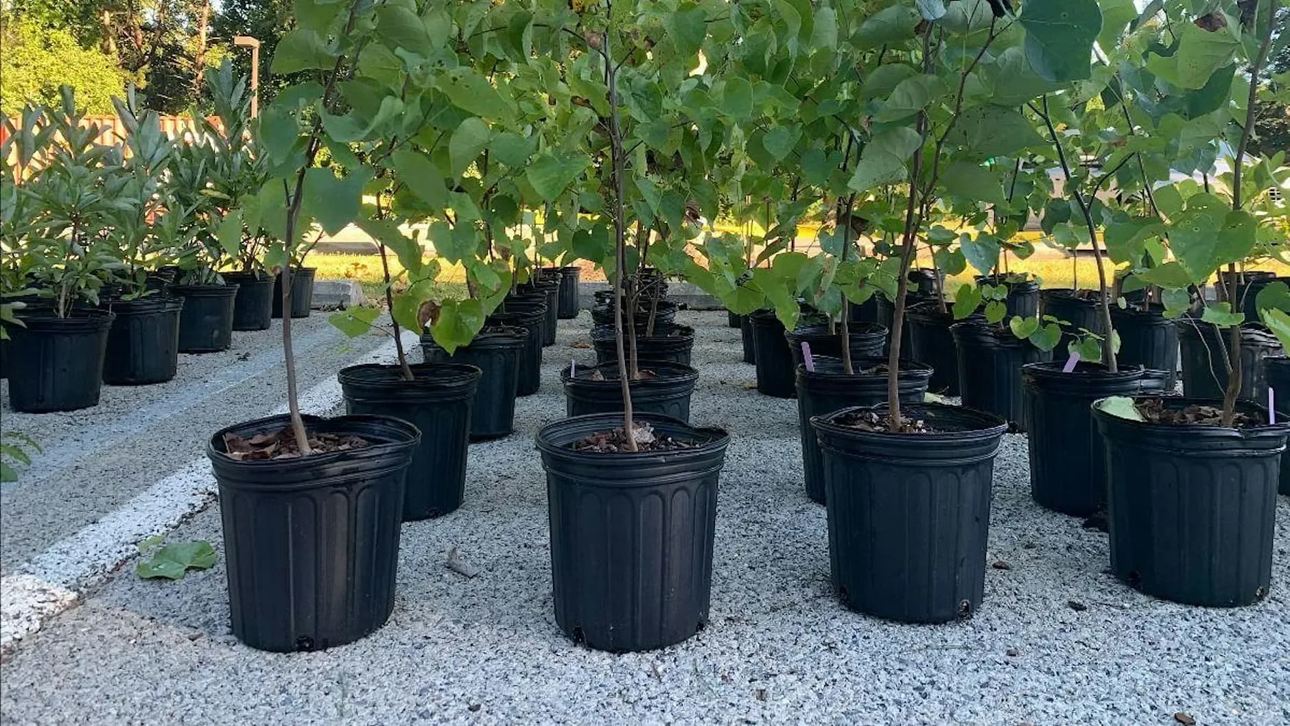 Broward Commissioner Alexandra P. Davis to host free tree giveaway Saturday