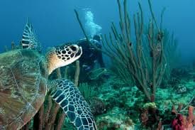 Grenada to host fifth annual Dive and Conservation Festival in October