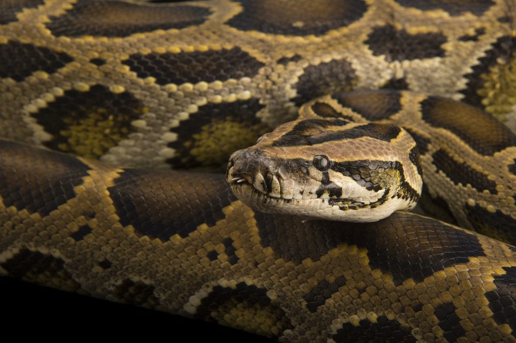 Pembroke Pines man finds 8-foot python in his garage - CNW Network