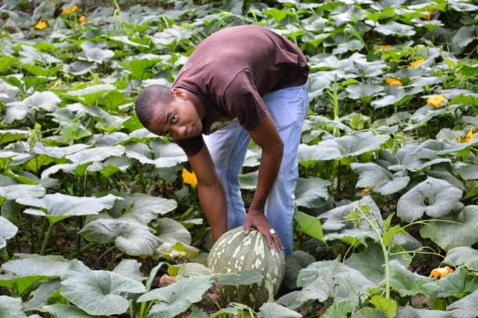 Diaspora Agricultural task force engages Jamaican farmers - CNW Network