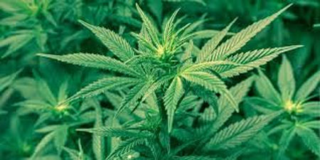 Grenada Commission wants clean slate for persons under 25 years with marijuana convictions