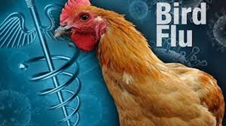 New Bird Flu Mutation Discovered in U.S.