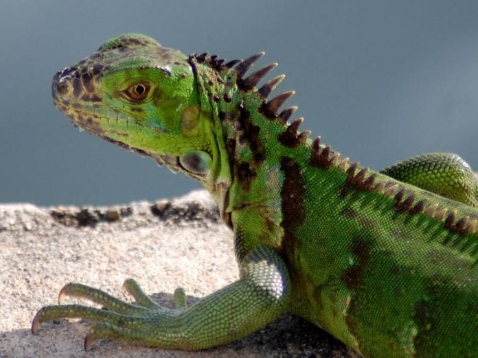 Futile attempts to cull Cayman’s iguana population