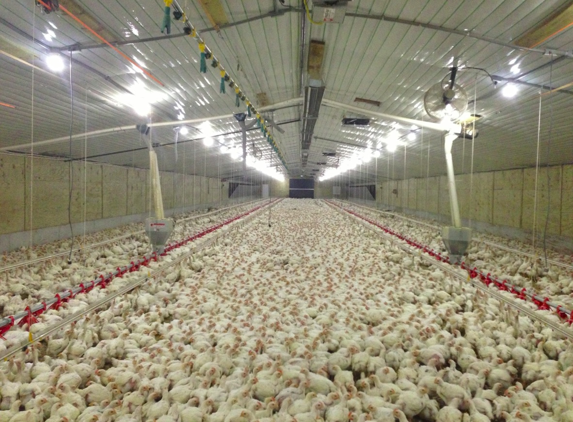 US denies selling poor quality poultry to Trinidad and Tobago - CNW Network