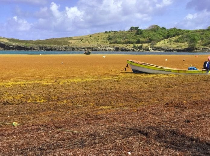 St. Lucia seaweed