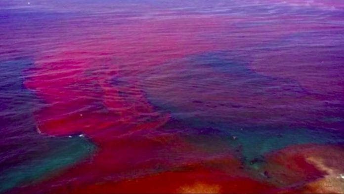 Broward County working with State to identify any presence of Red Tide ...