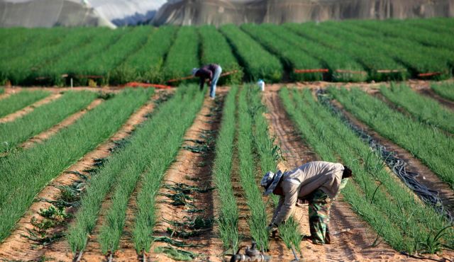 Jamaican farm workers removed due to deplorable conditions