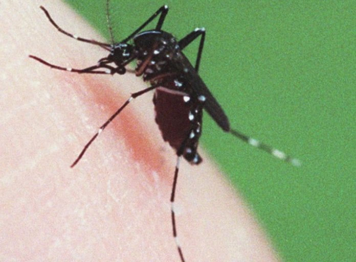 PAHO urges increased surveillance for Oropouche fever in the Americas