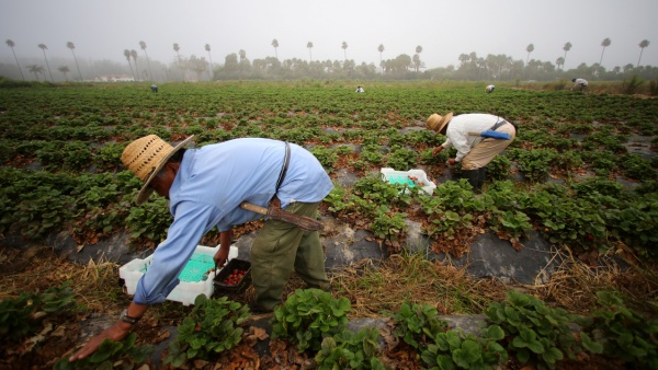 HB-2 Visa farm work