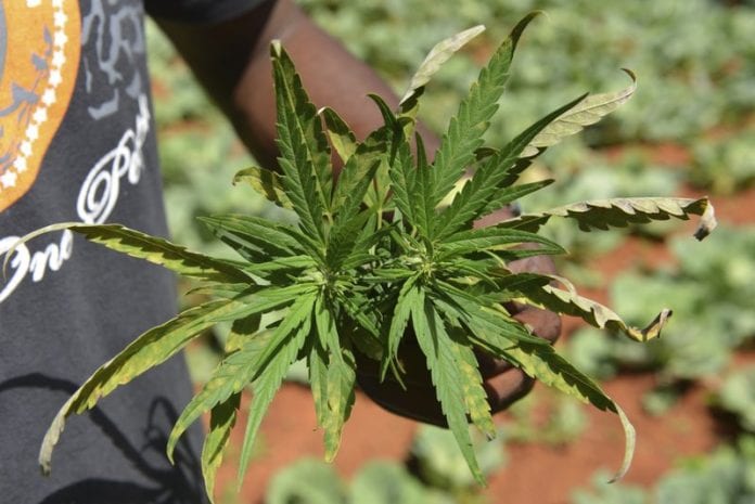 Bahamas ganja farm lands six Jamaicans 36 months prison sentence