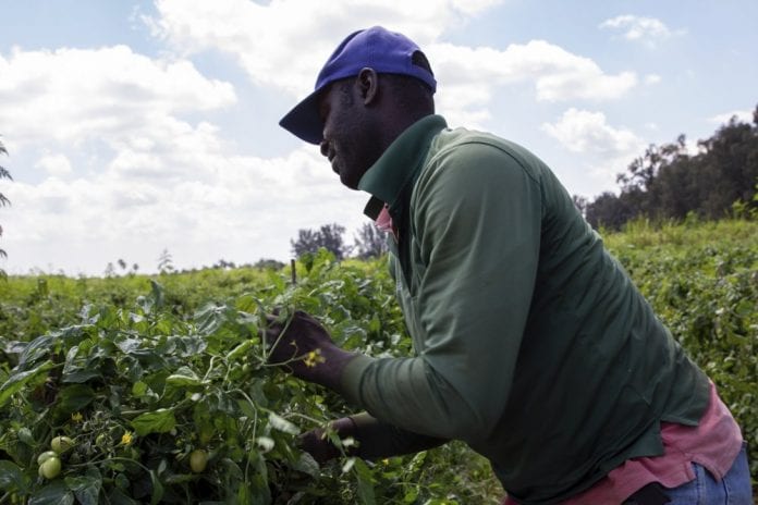 farmworkers florida Jamaicans