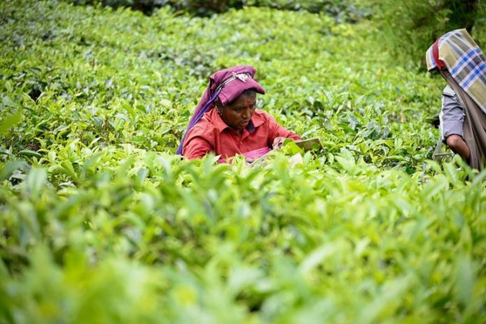 Less Jamaicans on Canada’s farm work program