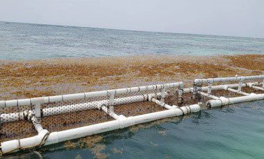 Four CARICOM countries to receive IDB funding for sargassum management projects