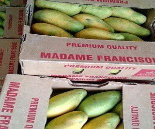 Haiti’s shipment of mangoes to the US halted