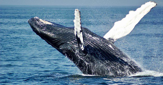 Antigua and Barbuda deny supporting lifting of whaling ban