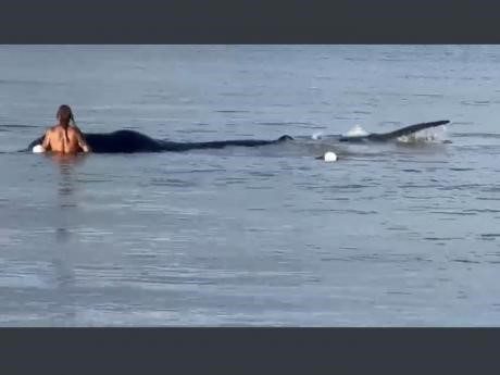 Distressed whale found in Jamaica freed and back at sea