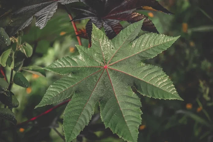 Jamaica stakeholders urged to take advantage of castor oil market - CNW ...