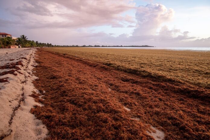 Sargassum