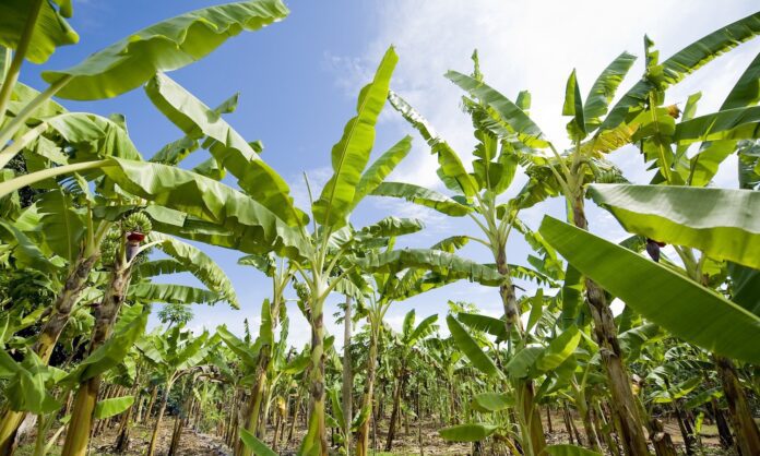 Caribbean-Agricultural-Forum-Focusing-on-Access-to- Financing