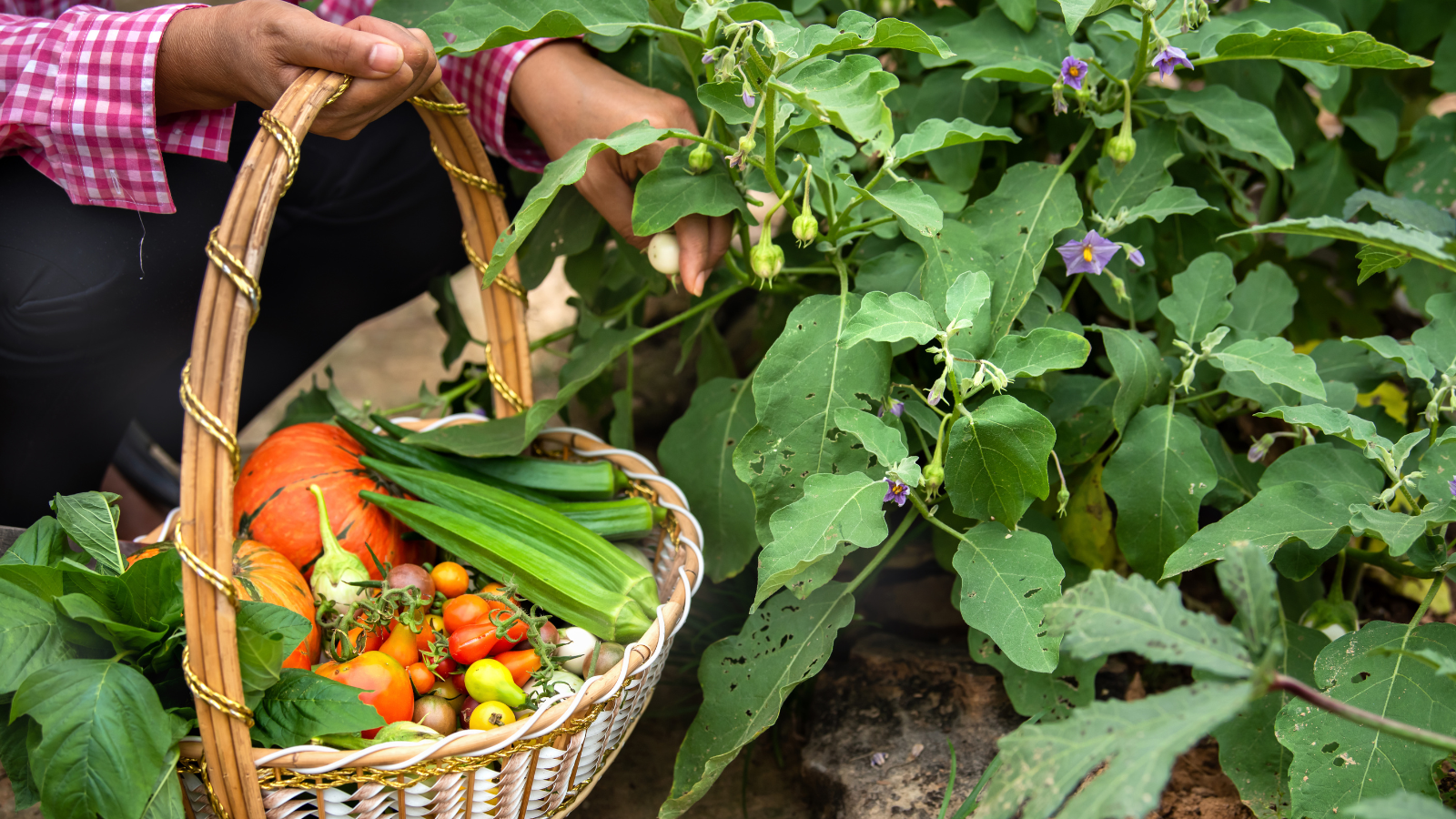 Caribbean-agriculture-at-risk-needs-access-to-financing