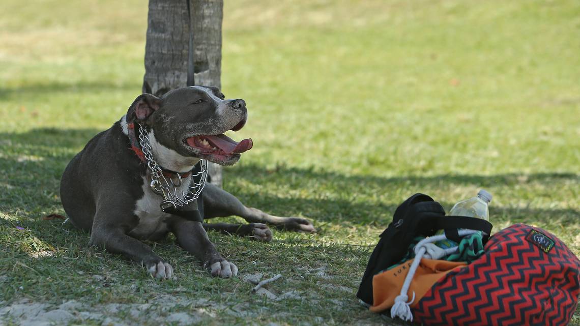 Pitbull-Zoey-enjoys-the-outdoors-in-Florida-where-pitbulls-were-banned-in-Miami-Dade-County-for-30-years