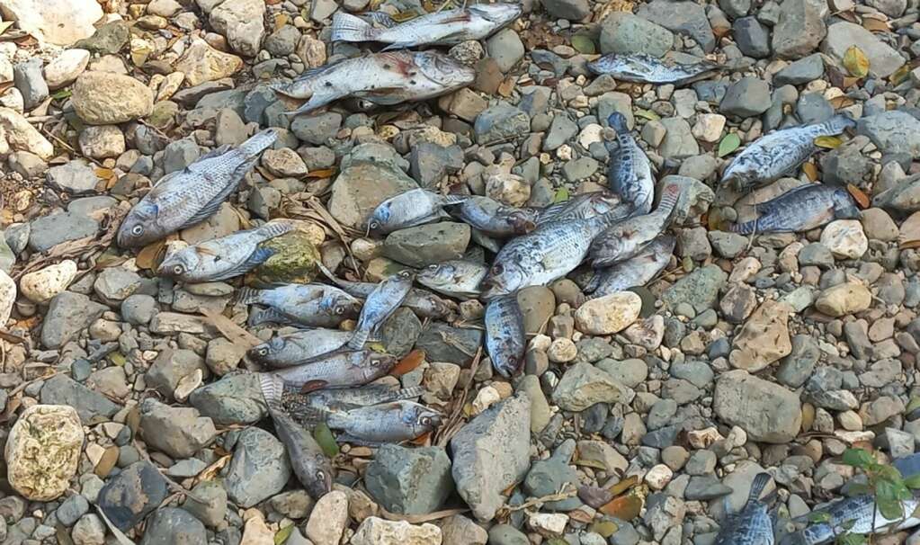 Jamaica: NEPA reports containment of fish kill in Rio Cobre - CNW Network