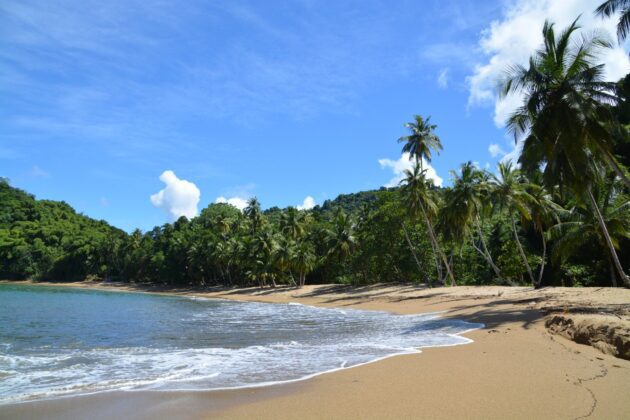 British man attacked by shark in Tobago waters - CNW Network