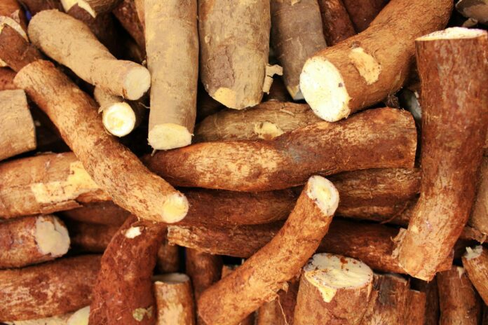 cassava