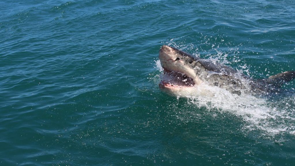 Sharks being killed in Tobago following shark attack - CNW Network