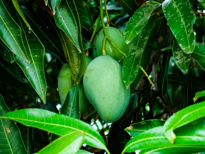 mango tree