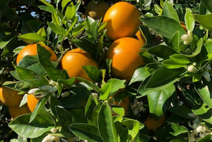 Florida anticipates worst citrus harvest in more than a century