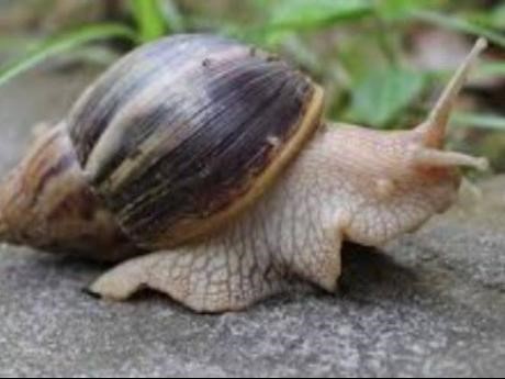 Trinidadians warned not to eat giant African snails