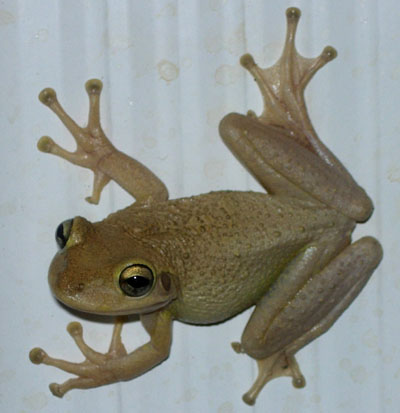 Cuban Tree frog threatening Jamaica’s eco system serious threat to Jamaica