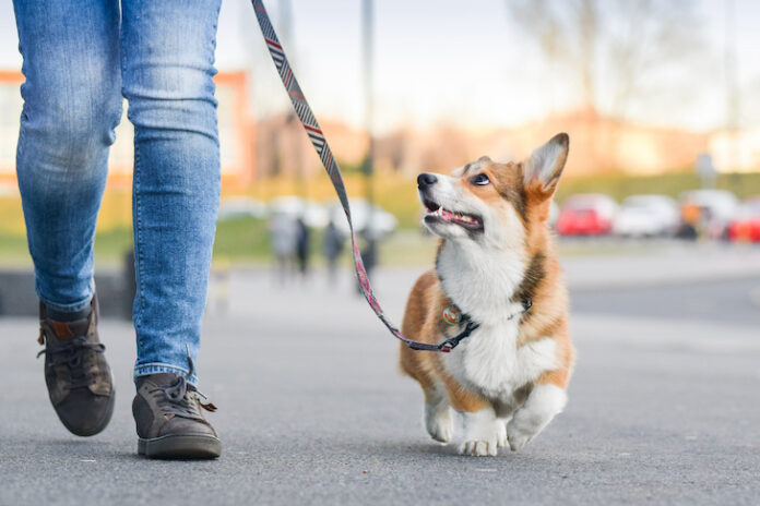 VCA Walk for the Animals Marks 35th Anniversary in Fort Lauderdale, Raises Funds for Homeless Pets